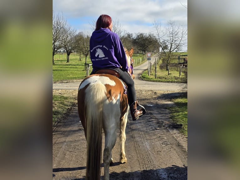 Quarter pony Jument 4 Ans Pinto in Linkenbach