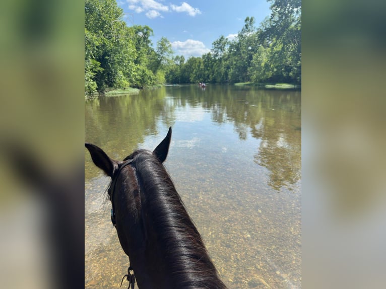 Quarter pony Jument 5 Ans 142 cm Bai cerise in Gerald, MO