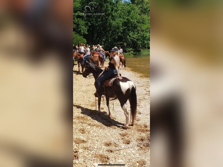 Quarter pony Jument 5 Ans 142 cm Bai cerise in Gerald, MO