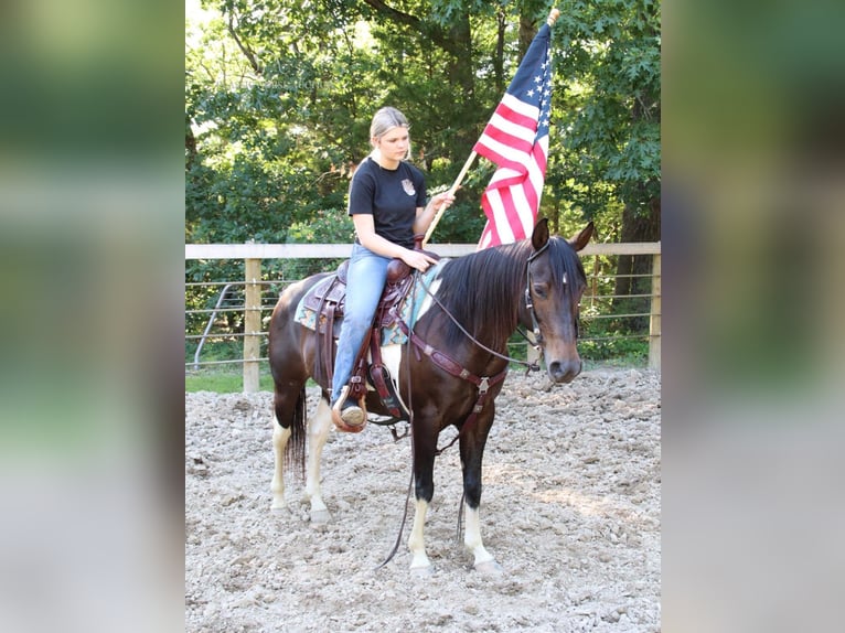 Quarter pony Jument 5 Ans 142 cm Bai cerise in Gerald, MO