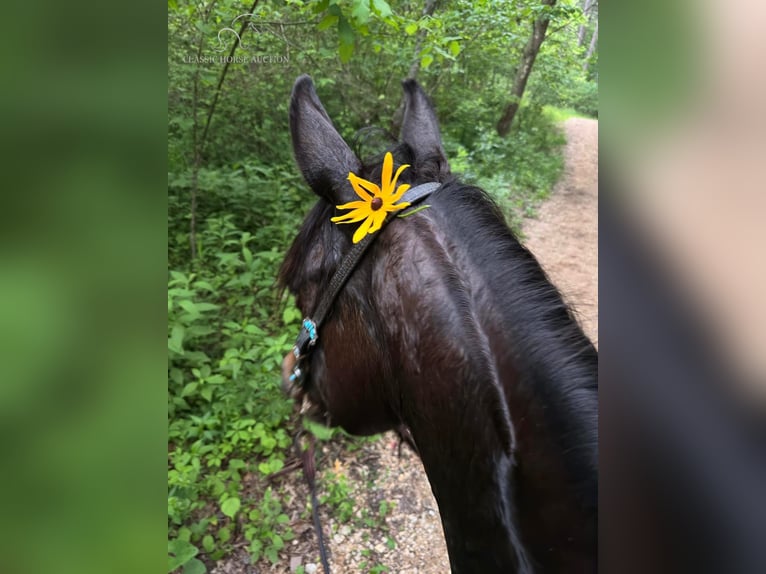 Quarter pony Jument 5 Ans 142 cm Bai cerise in Gerald, MO