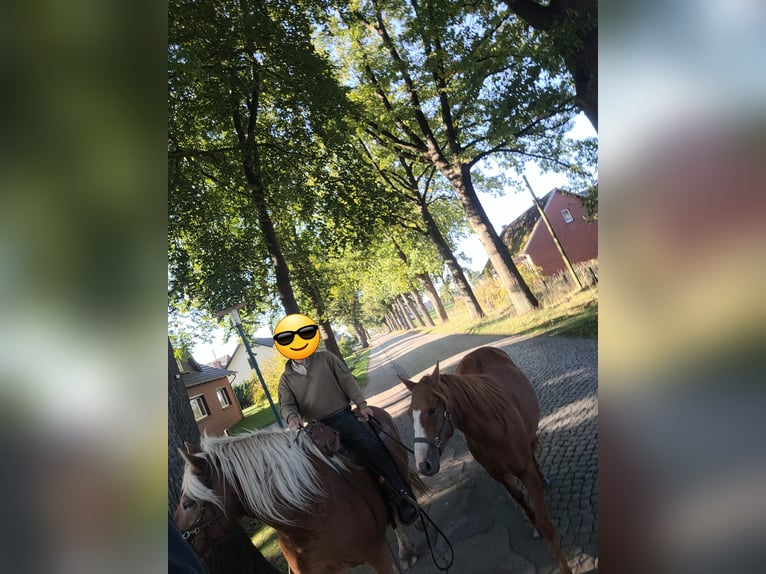 Quarter pony Jument 5 Ans 145 cm Alezan in Karstädt, Prignitz