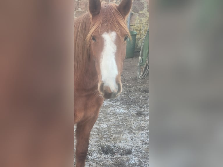 Quarter pony Jument 5 Ans 145 cm Alezan in Prignitz