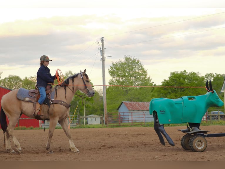 Quarter pony Jument 5 Ans Buckskin in Culleoka