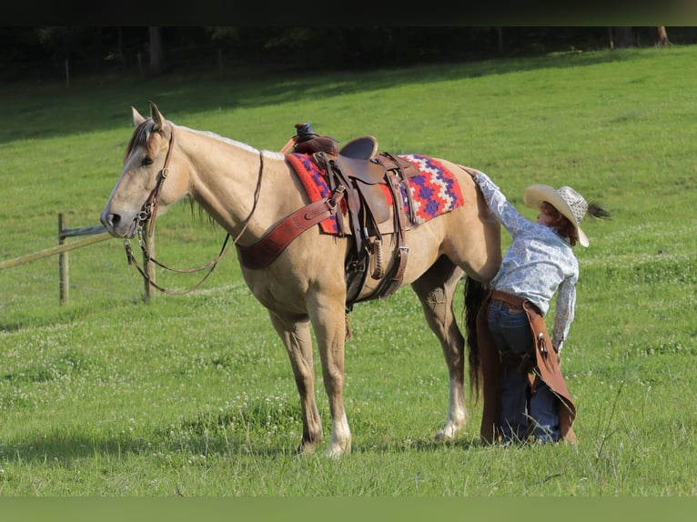 Quarter pony Jument 5 Ans Buckskin in Culleoka