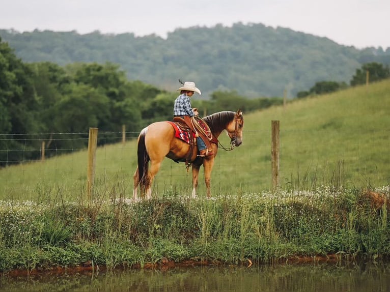 Quarter pony Jument 5 Ans Buckskin in Culleoka