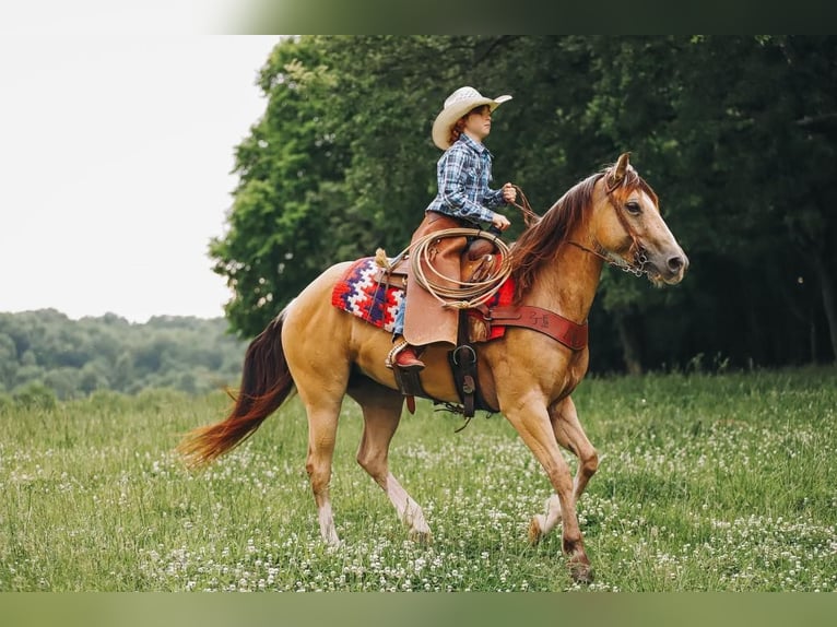 Quarter pony Jument 5 Ans Buckskin in Culleoka