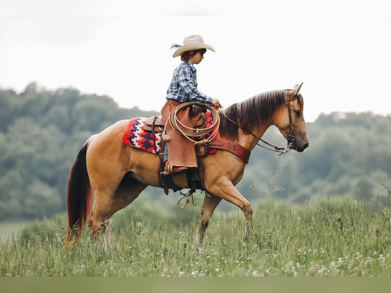 Quarter pony Jument 5 Ans Buckskin in Culleoka