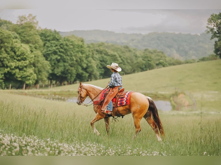 Quarter pony Jument 5 Ans Buckskin in Culleoka