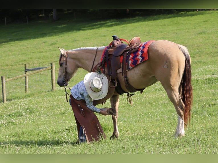 Quarter pony Jument 5 Ans Buckskin in Culleoka