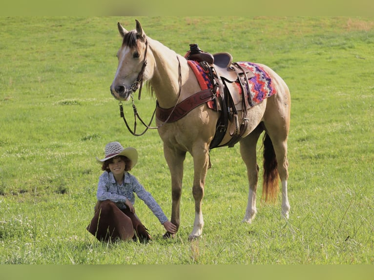 Quarter pony Jument 5 Ans Buckskin in Culleoka