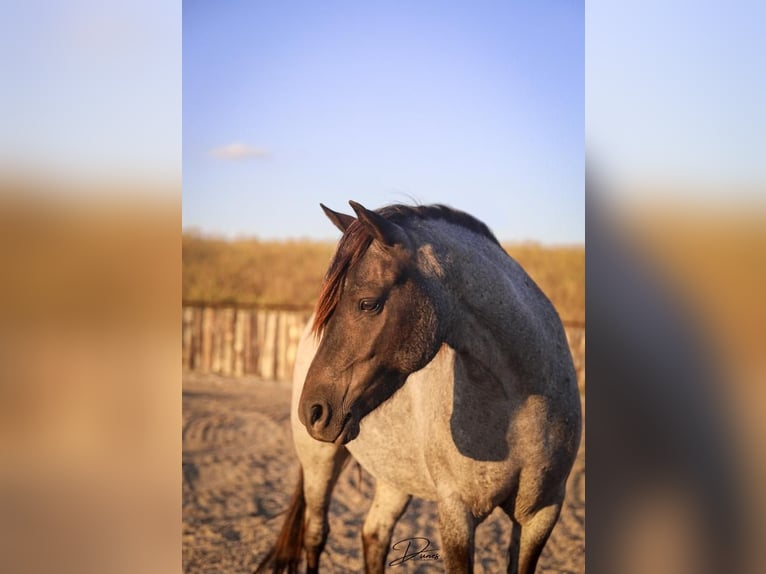 Quarter pony Croisé Jument 6 Ans 122 cm Rouan Bleu in Thedford, NE