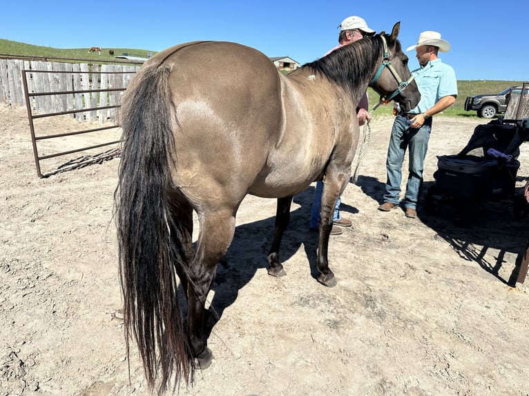 Quarter pony Jument 6 Ans 142 cm Grullo in Thedford, NE