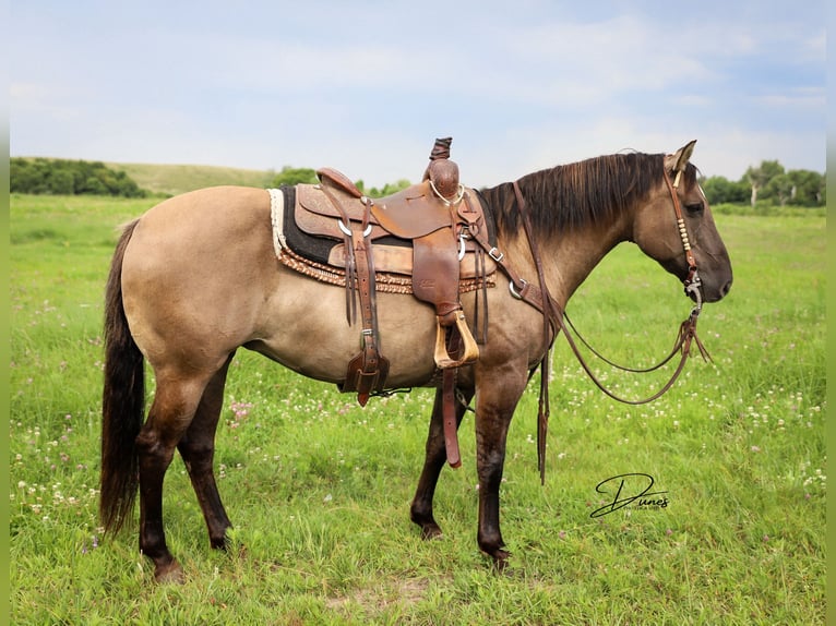 Quarter pony Jument 6 Ans 142 cm Grullo in Thedford, NE