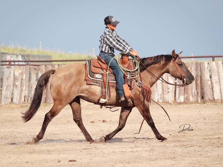 Quarter pony Jument 6 Ans 142 cm Grullo in Thedford, NE