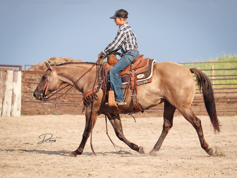 Quarter pony Jument 6 Ans 142 cm Grullo in Thedford, NE