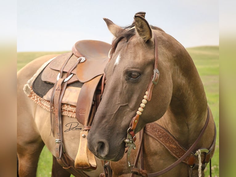 Quarter pony Jument 6 Ans 142 cm Grullo in Thedford, NE