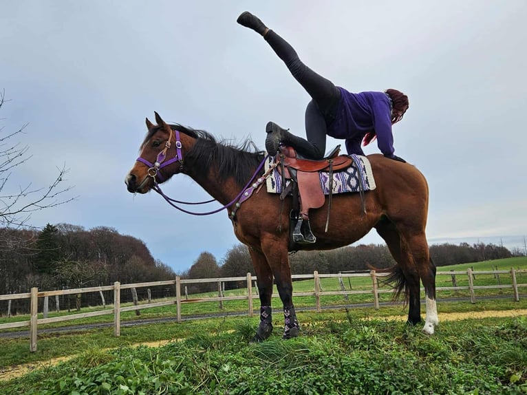 Quarter pony Jument 6 Ans 152 cm Bai in Linkenbach