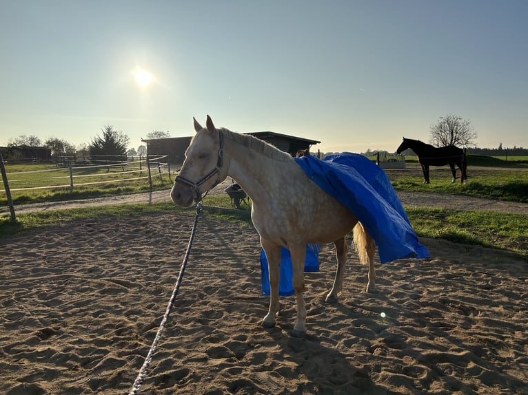 Quarter pony Croisé Jument 6 Ans 153 cm Palomino in Zülpich