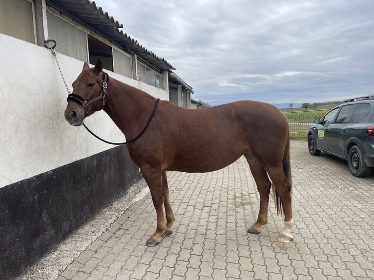 Quarter pony Croisé Jument 6 Ans 158 cm Alezan brûlé in Breisach am Rhein