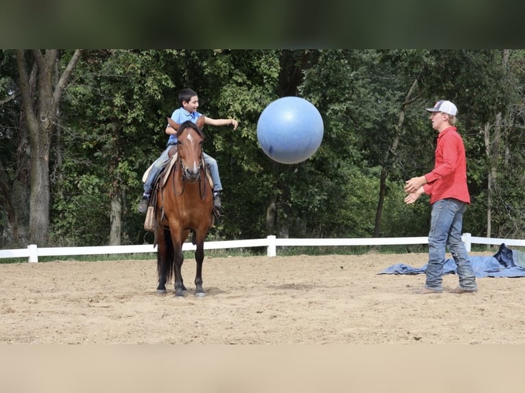Quarter pony Jument 6 Ans Bai cerise in Webberville