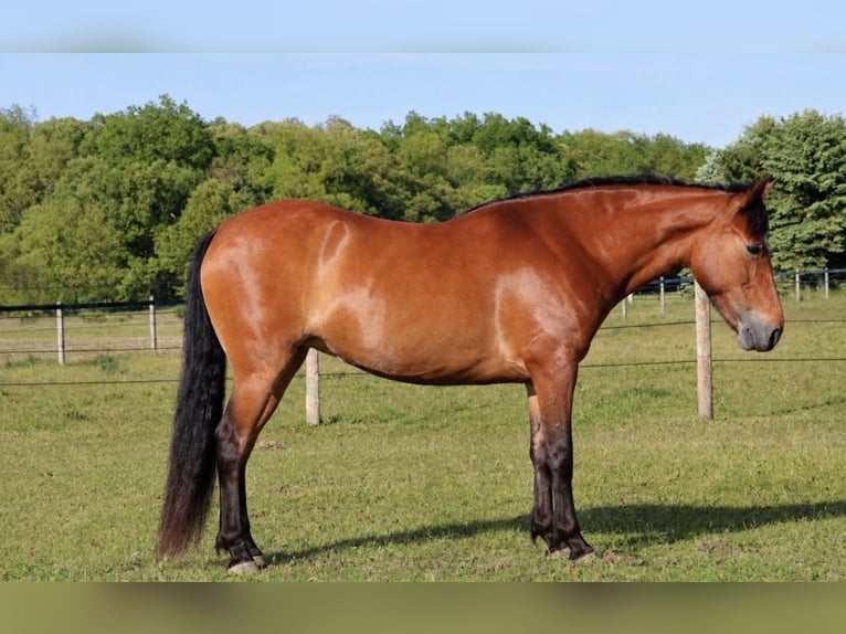 Quarter pony Jument 6 Ans Bai cerise in Webberville