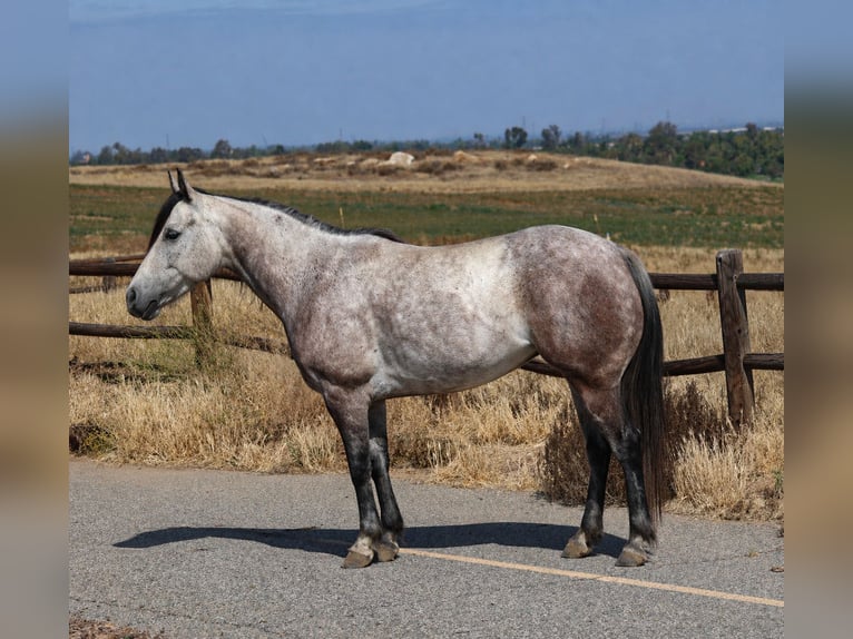 Quarter pony Jument 6 Ans Gris in Norco