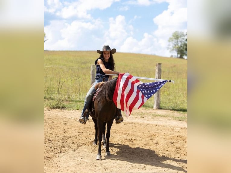 Quarter pony Jument 7 Ans 127 cm Bai brun in Richmond