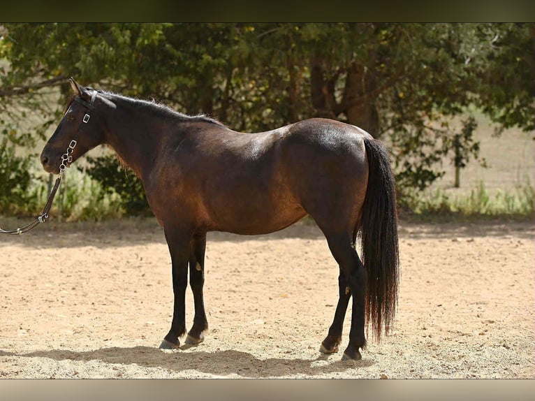 Quarter pony Jument 7 Ans 127 cm Bai brun in Richmond