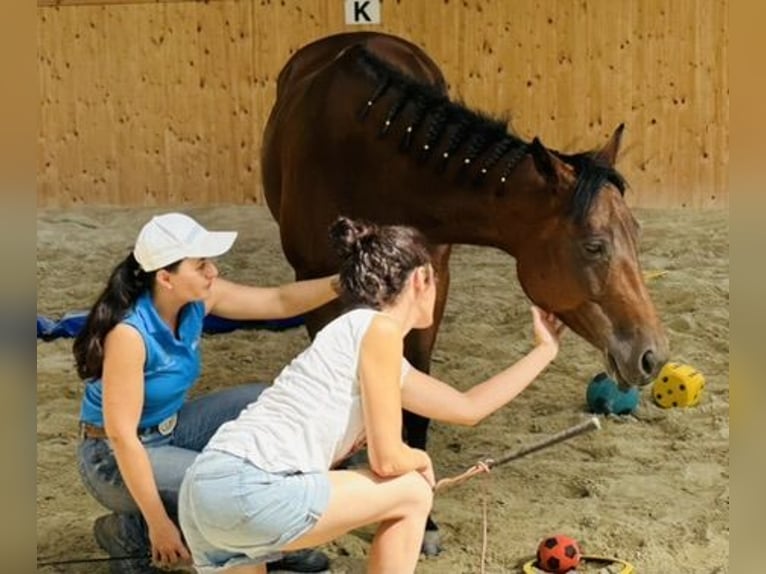 Quarter pony Jument 7 Ans 150 cm Bai in Gutenberg