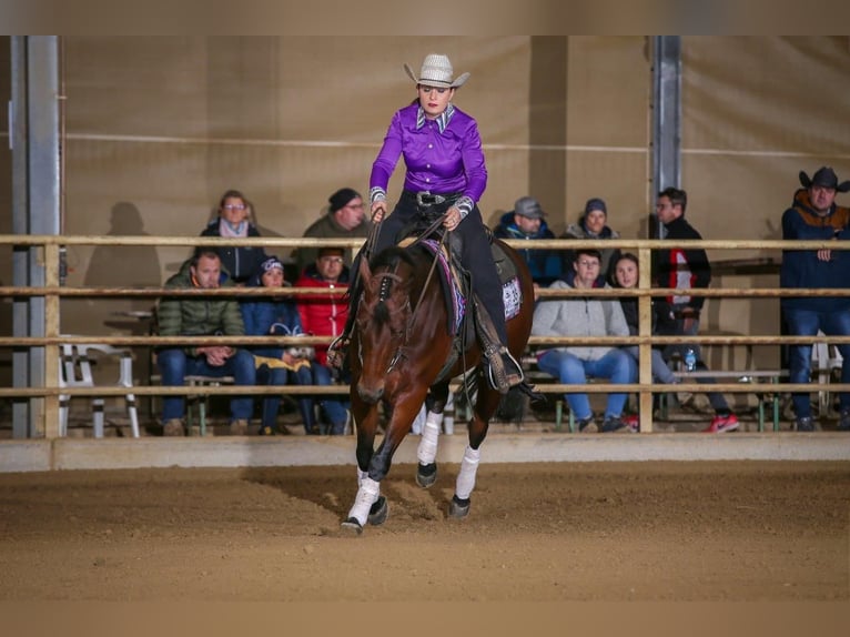 Quarter pony Jument 7 Ans 150 cm Bai in Gutenberg