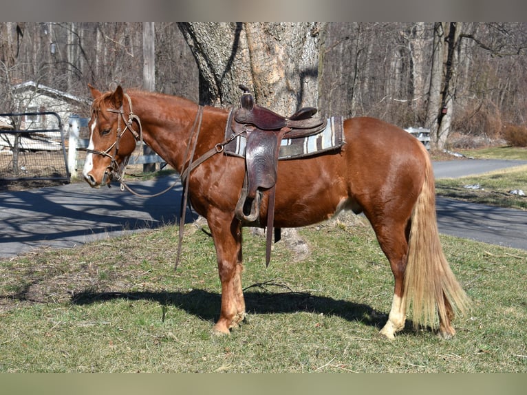 Quarter pony Jument 7 Ans 152 cm  in Morgantown