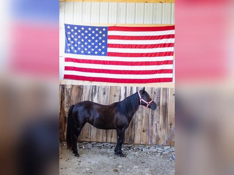 Quarter pony Jument 8 Ans 127 cm Bai brun in Richmond