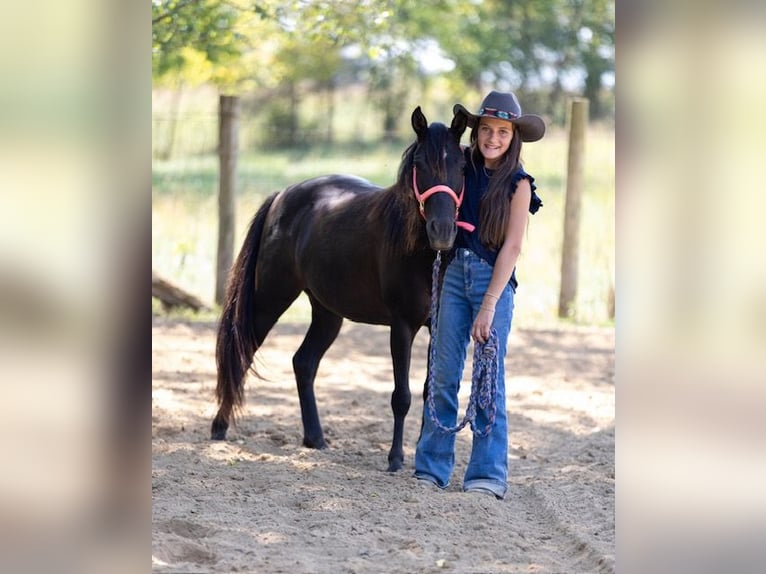 Quarter pony Jument 8 Ans 127 cm Bai brun in Richmond