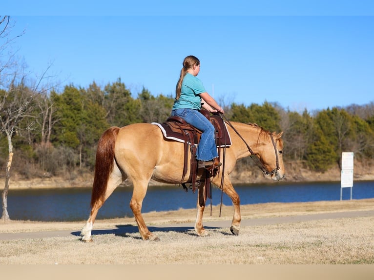 Quarter pony Jument 8 Ans 132 cm Alezan dun in Forney