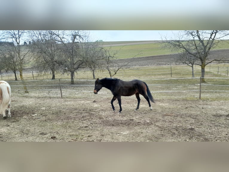 Quarter pony Jument 8 Ans Bai brun in Pregarten