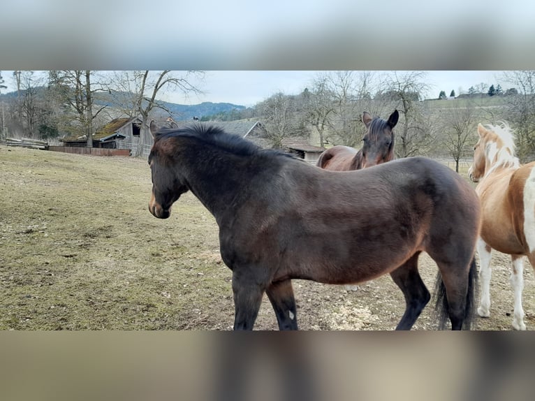 Quarter pony Jument 8 Ans Bai brun in Pregarten