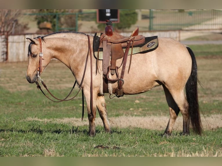 Quarter pony Jument 8 Ans Buckskin in Joshua, TX