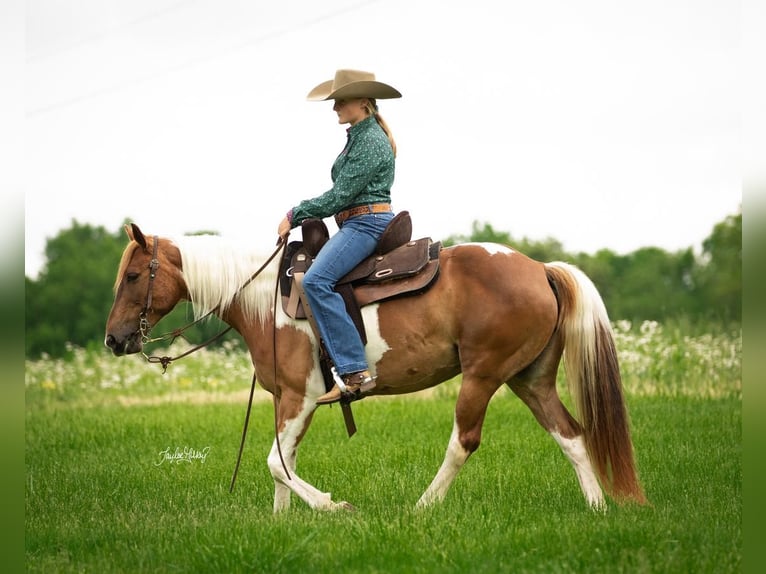 Quarter pony Jument 8 Ans in Princeton, KY