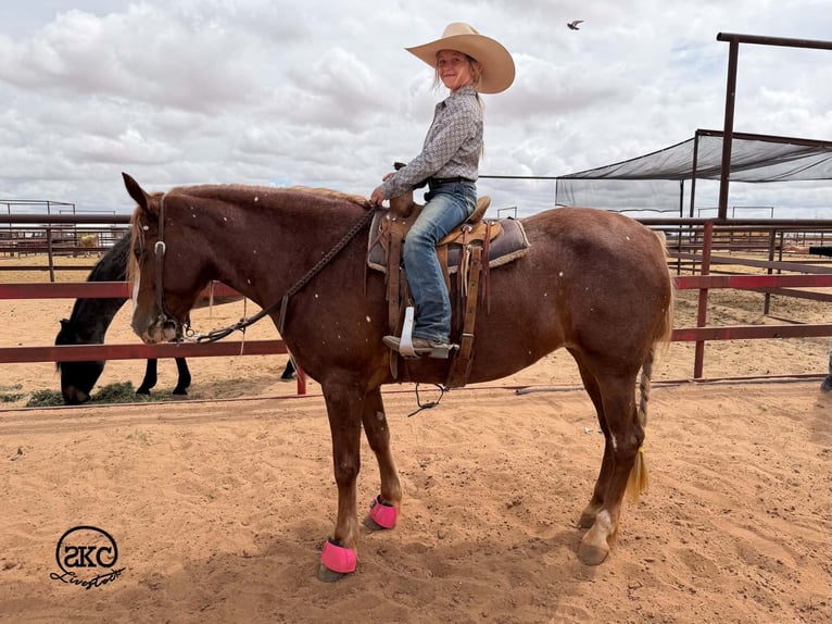 Quarter pony Jument 9 Ans 142 cm Alezan cuivré in Canyon