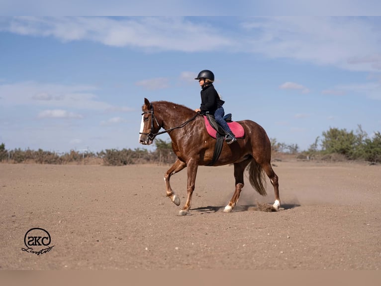 Quarter pony Jument 9 Ans 142 cm Alezan cuivré in Canyon