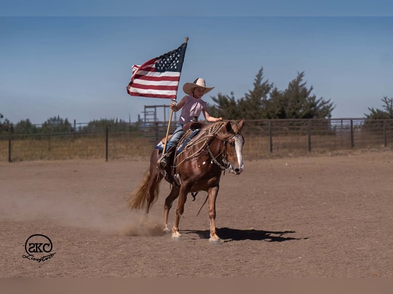 Quarter pony Jument 9 Ans 142 cm Alezan cuivré in Canyon