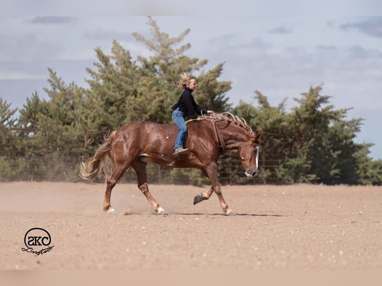 Quarter pony Jument 9 Ans 142 cm Alezan cuivré in Canyon