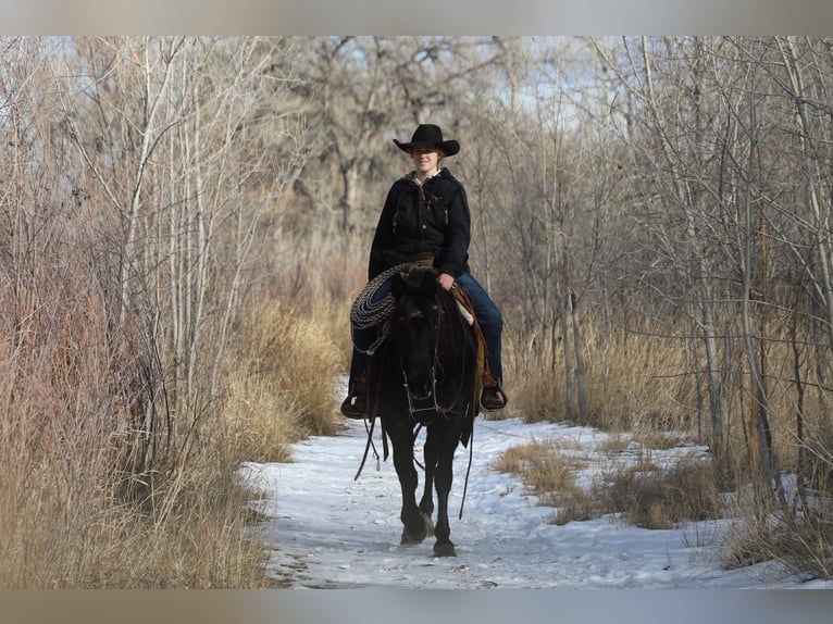 Quarter pony Jument 9 Ans 145 cm Rouan Bleu in Nunn