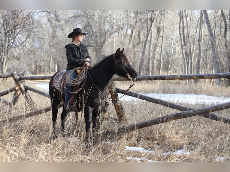 Quarter pony Jument 9 Ans 145 cm Rouan Bleu in Nunn