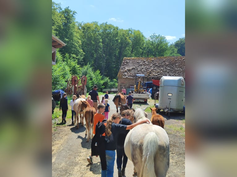 Quarter pony Jument Poulain (05/2026) 147 cm Alezan in Hundsbach