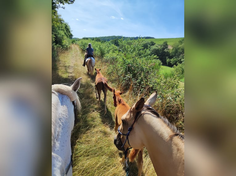 Quarter pony Jument Poulain (05/2026) 147 cm Alezan in Hundsbach