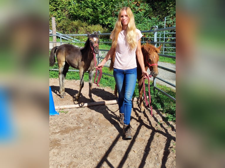 Quarter pony Jument Poulain (05/2026) 147 cm Alezan in Hundsbach
