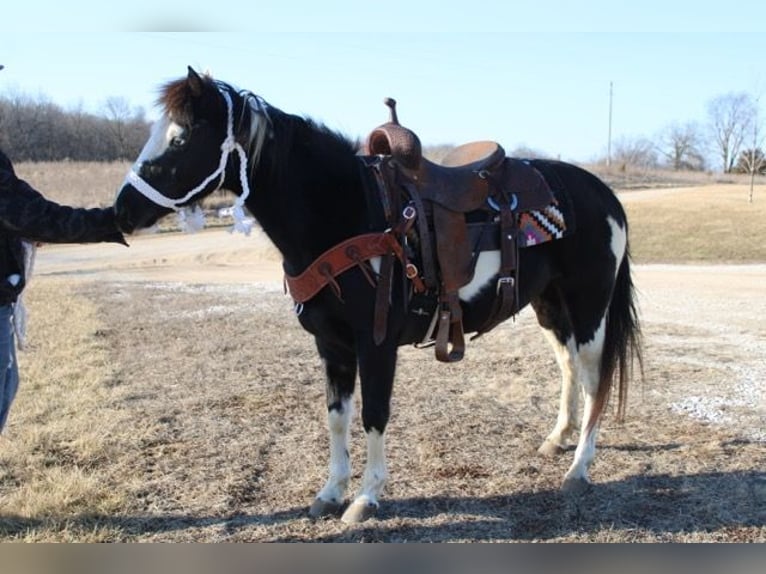 Quarter Pony Klacz 10 lat 132 cm Overo wszelkich maści in Atlanta