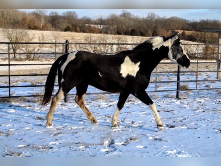 Quarter Pony Klacz 10 lat 132 cm Overo wszelkich maści in Atlanta